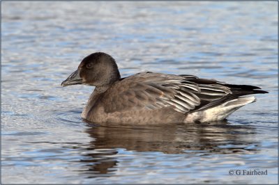 Juvenile Dark Morph Lesser Snow Goose