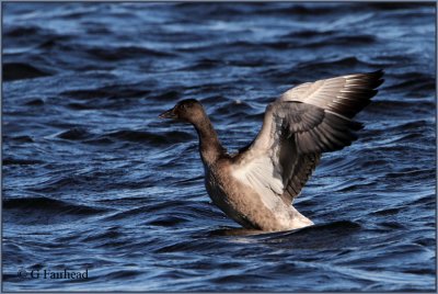 Wing Stretch/ Cropped Image