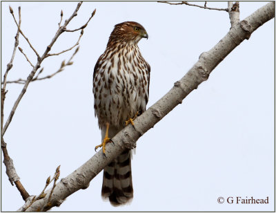 Coopers Hawk