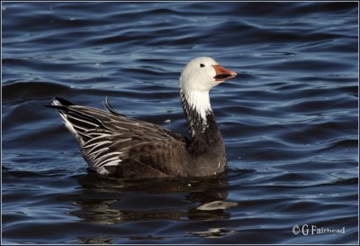 For Comparison /From Victoriaville QC/ Adult Blue Goose