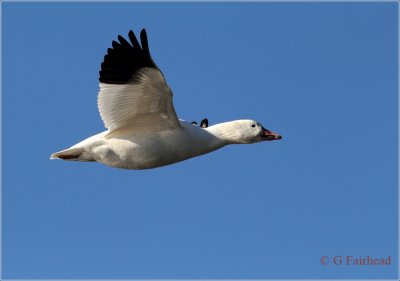 A Snow Goose In Flight