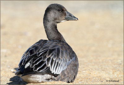 Sun Bathing Blue Goose