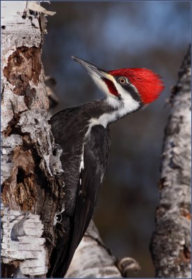 The Real Woody  Woodpecker