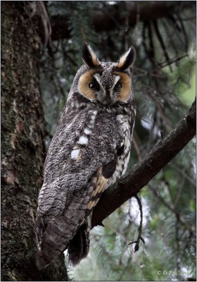 Long Eared Owl Revisited