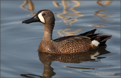 Blue Winged Teal In Close