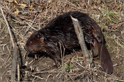 Beaver