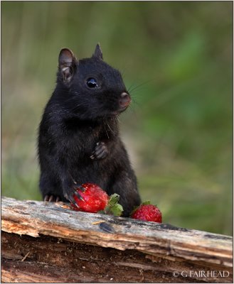 Strawberries For Lunch