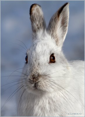 Eyes/Wiskers/Ears//Snowshoe Hare