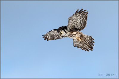 Northern Hawk Owl In Hover Mode
