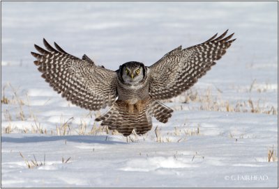 Northern Hawk Owl / Air Brakes