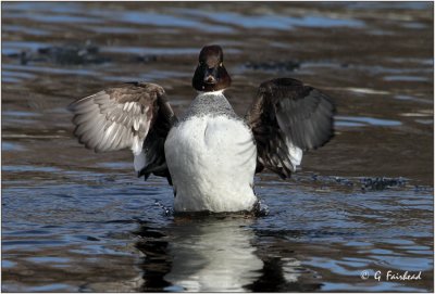 In A Flap Over Something