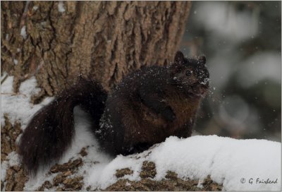 Just A Squirrel On A Tree In The Snow