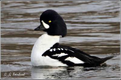 A Closer Look At The Barrows Goldeneye