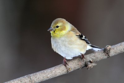 Goldfinch.jpg