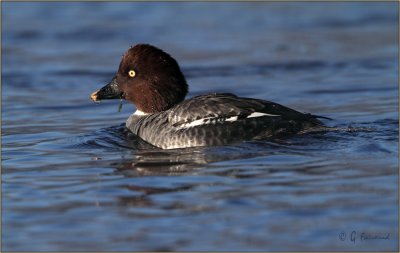 Common Goldeneye Female