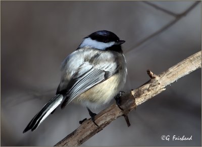 Yet Another Partially Leucistic Chickadee