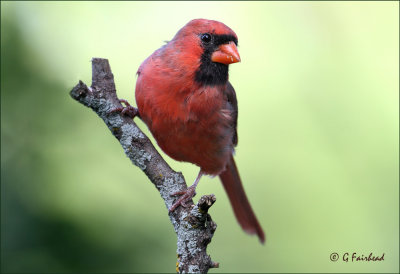 Cardinal On Green