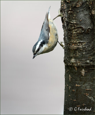 Red Breasted Nuthatch