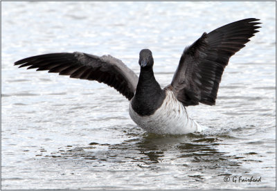 Brant Goose 