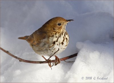 Hermit-Thrush.jpg