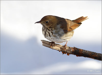 Winter-Thrush.jpg