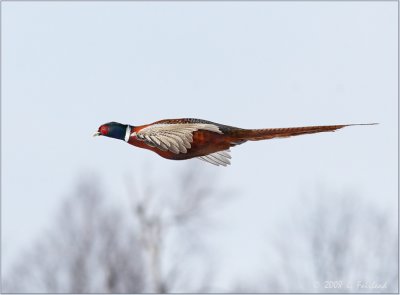 Speedy  Pheasant