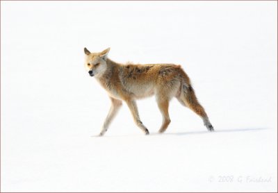 Coyote-on-Ice.jpg