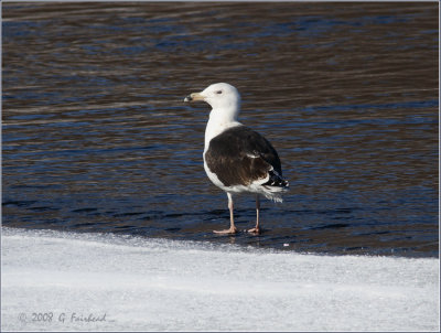 Black Backed Gull