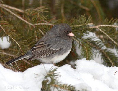 SC-Junco.jpg