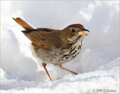 Hermit Thrush