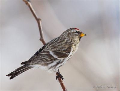 Common Redpoll