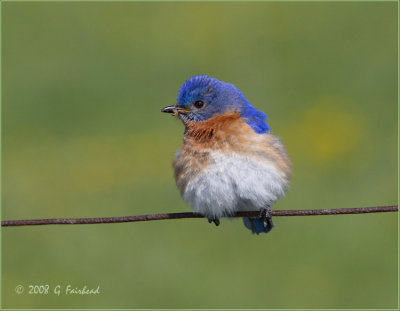 Bluebird