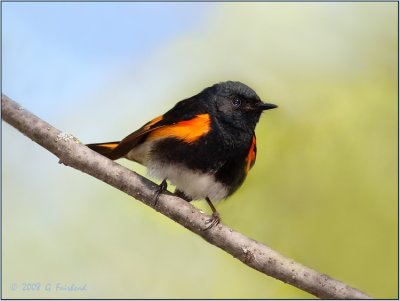 American Redstart Male