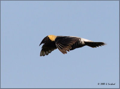 Flying and Vocalizing
