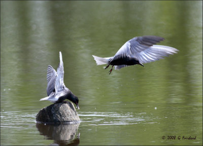 Black Tern Behaviour