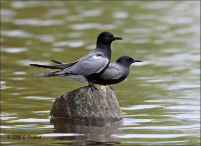 Black Terns / Male and Female