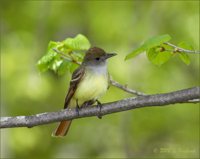 Great Crested Flycatcher