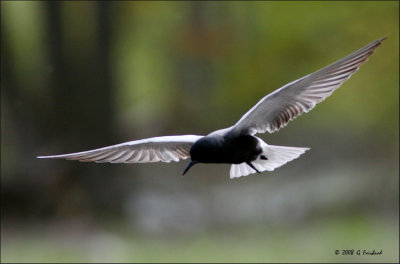 Backliit Black Tern