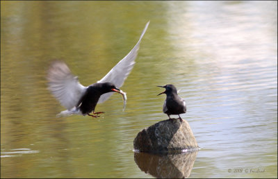 Male brings female dinner ( Black Terns)