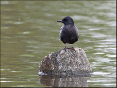 Black Tern Female Waiting for her Mate