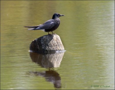 Black Terns Behaviour