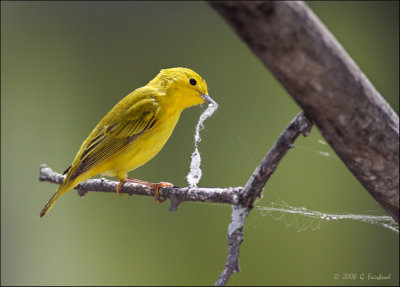 Yellow Warbler Web Design