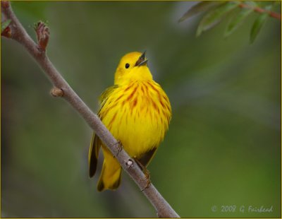 Yellow Warbler in Full Song