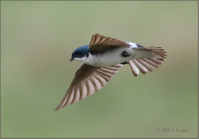 Another Swallow Fight Shot