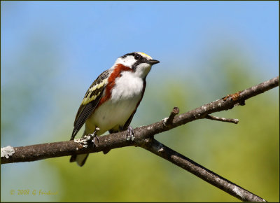 Chestnut Sided Warbler