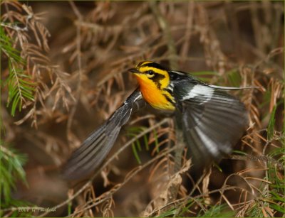 Blackburnian Warbler