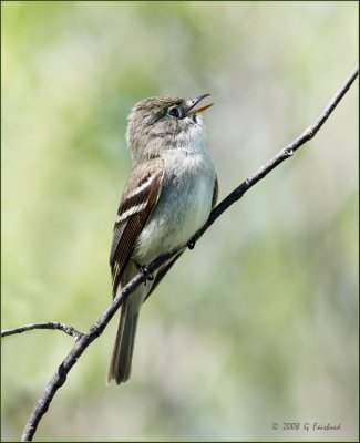 Least Flycatcher