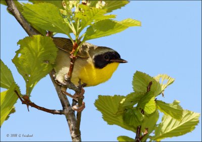 Common-Yellowthroat Warbler