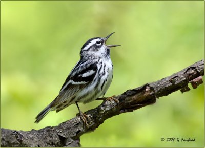 Black and White Warbler