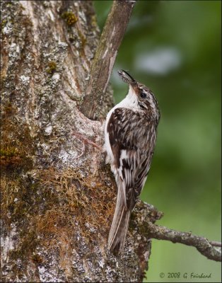 Brown Creeper with Spider